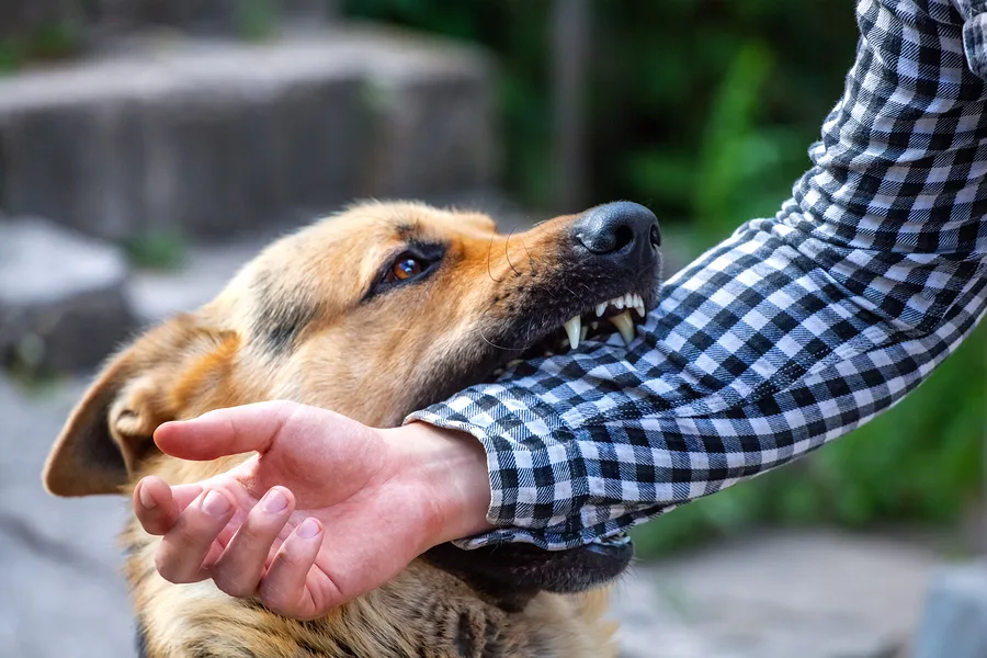 Aggressive German Shepherd dog biting a man's hand - Atlanta dog bite injury attorney